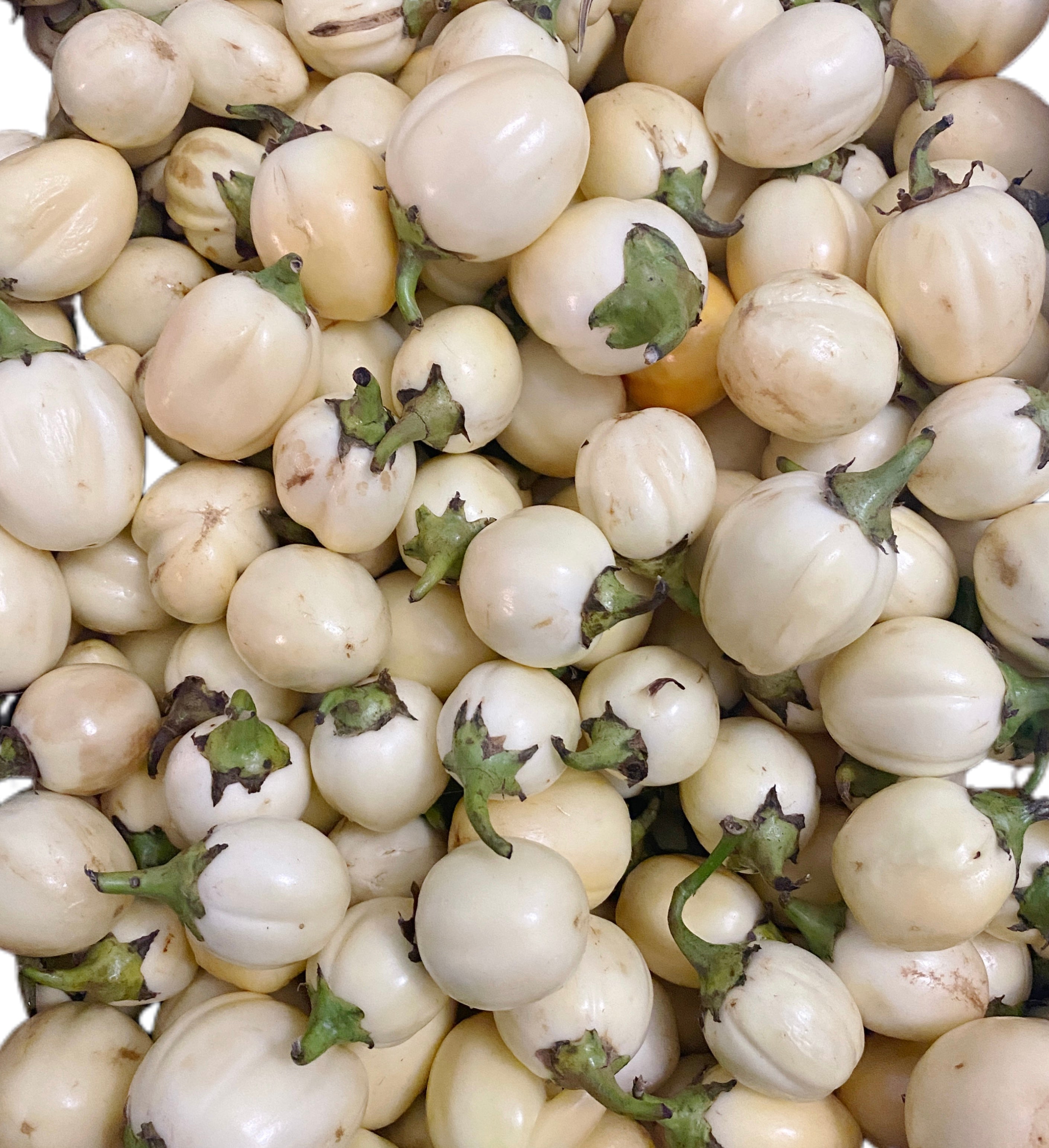 garden egg seed for sale Garden Eggs– Favy African Market