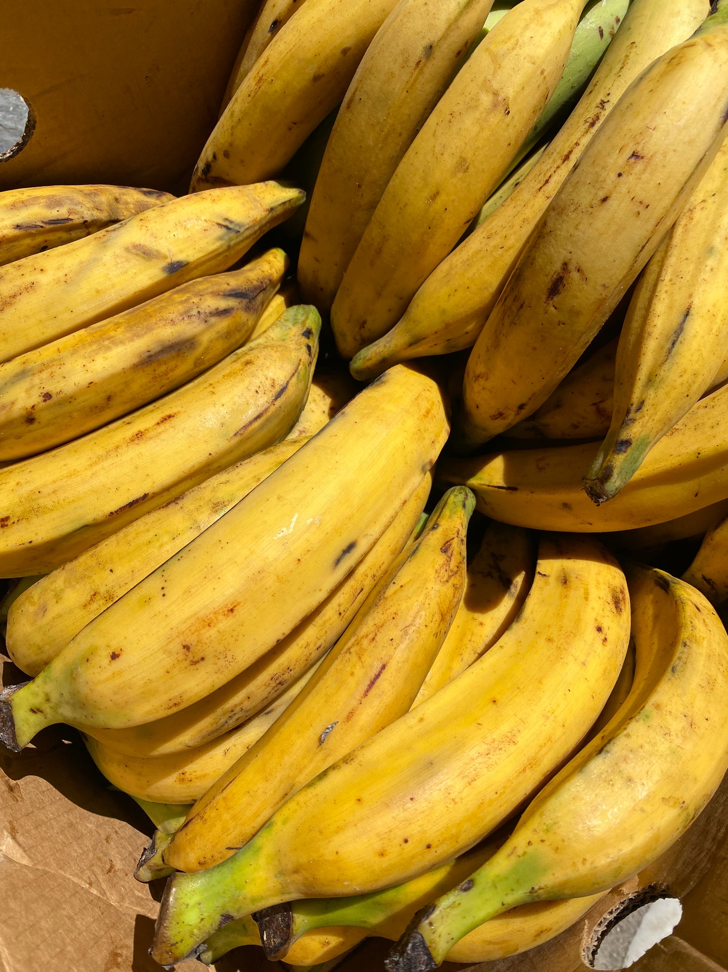 Banana-da-terra amarela