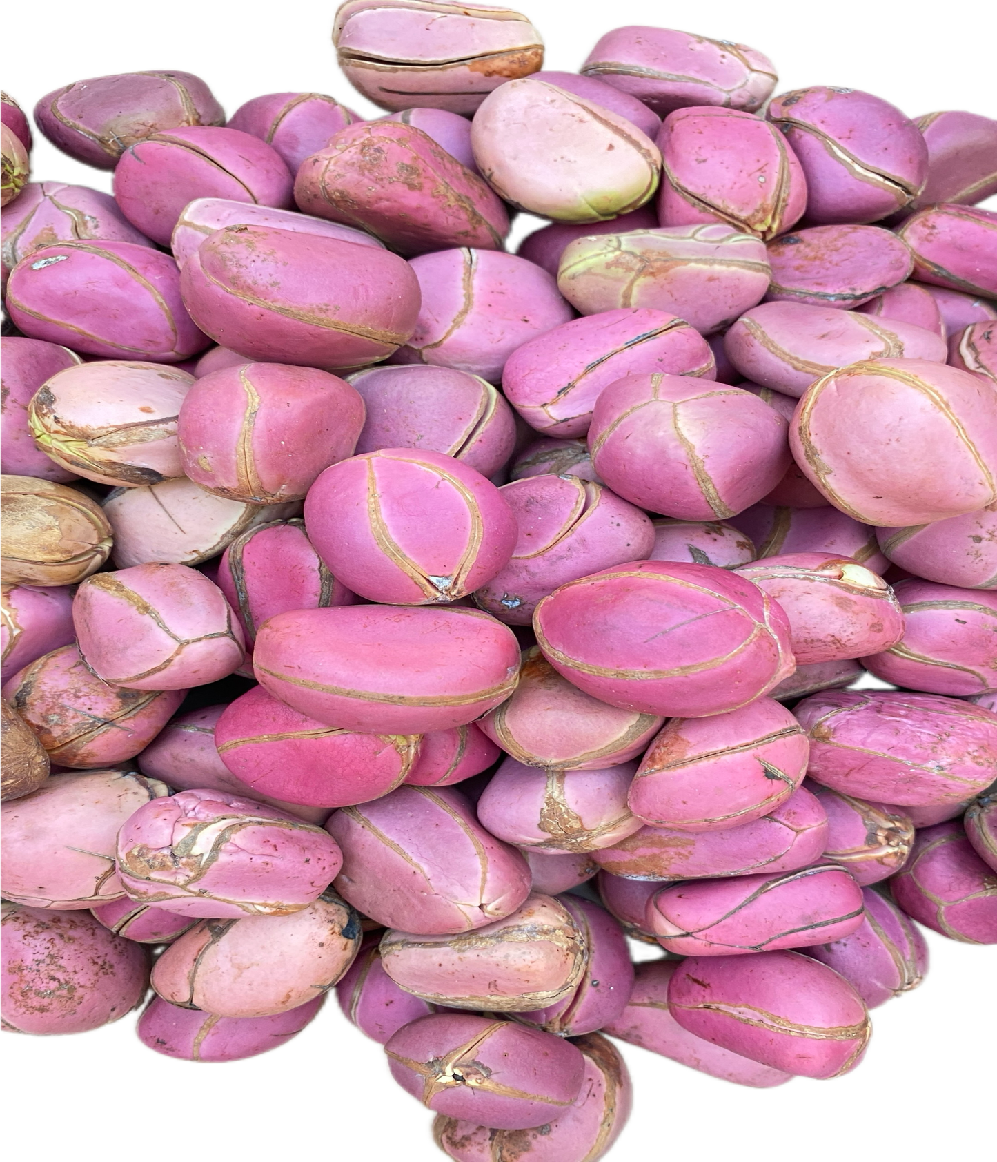 Noz de cola / obi abata