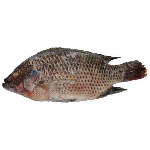 Tilapia Fish (whole)