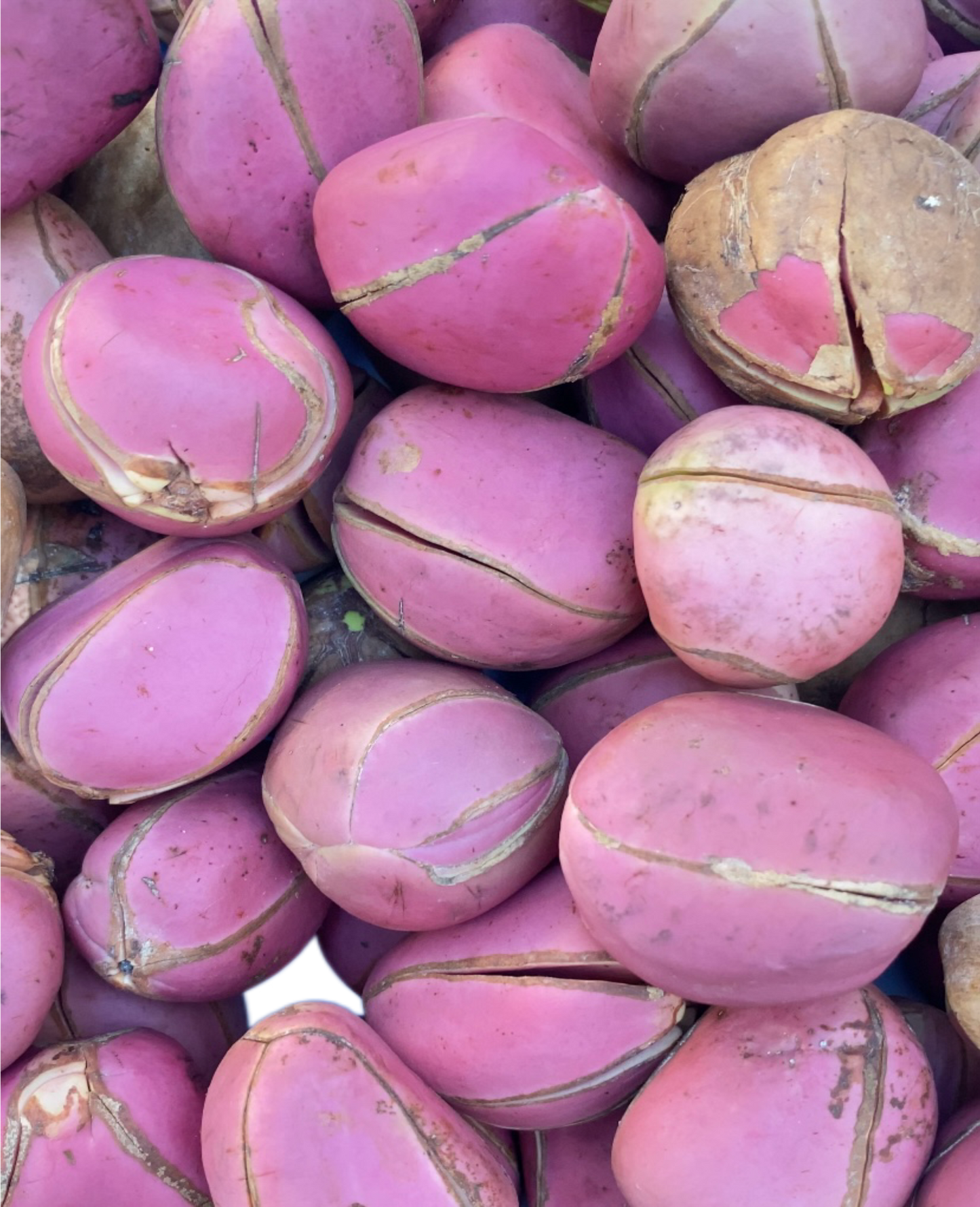 Noz de cola / obi abata