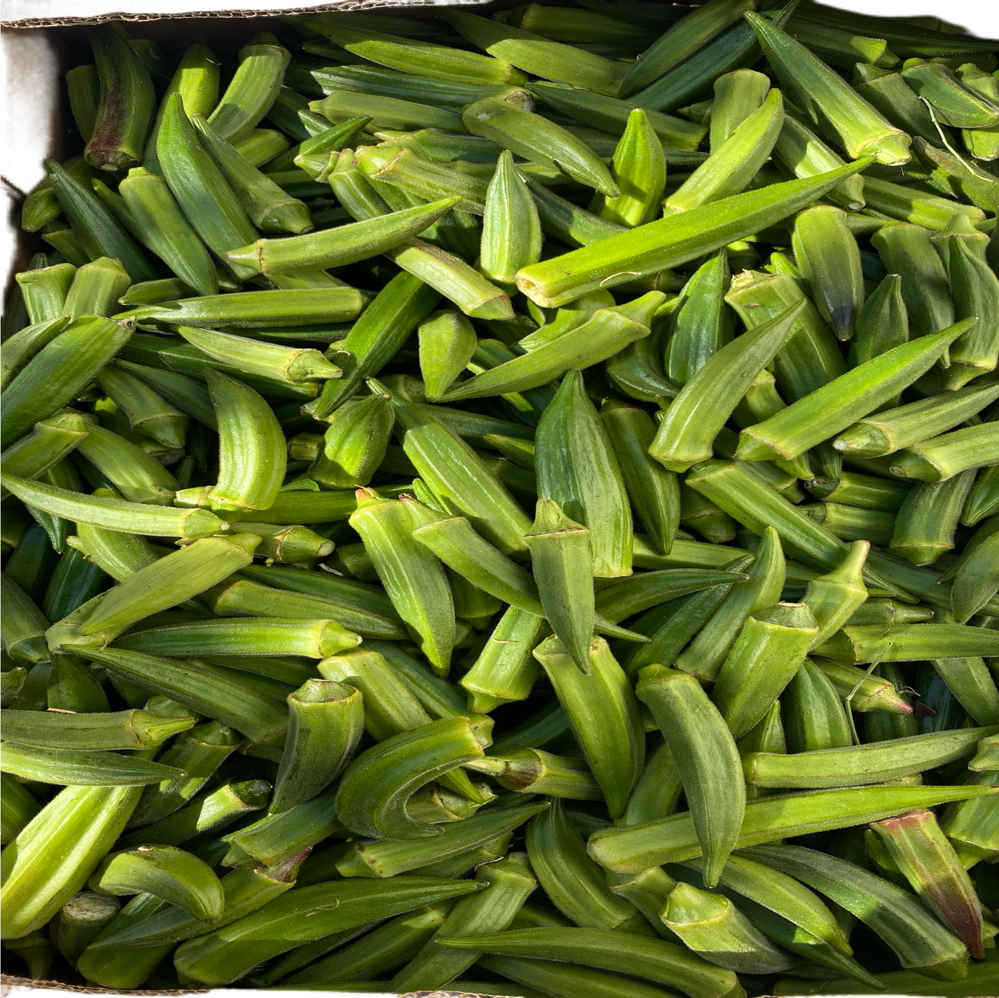 Fresh Okra - 250g