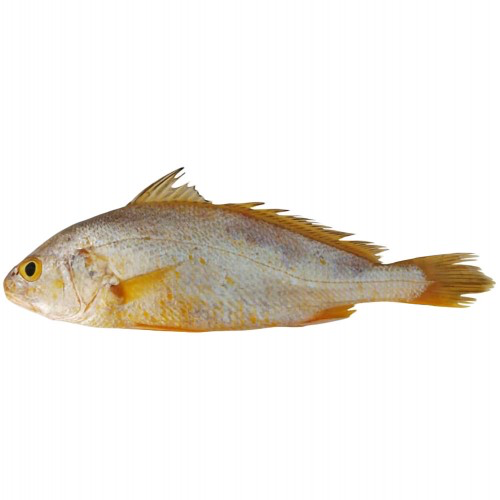 Croaker Fish (Yellow)