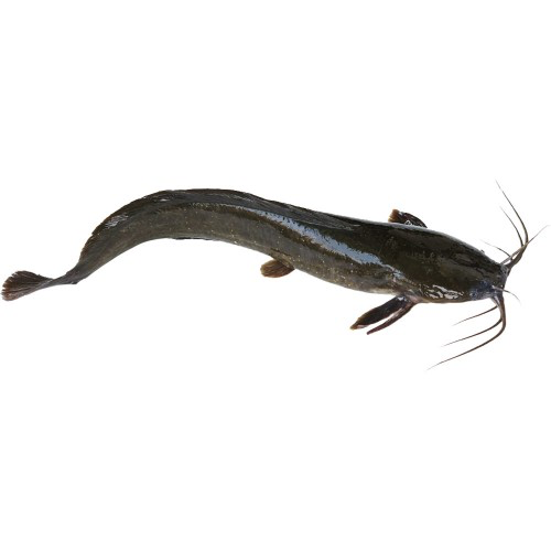 Catfish (Whole)