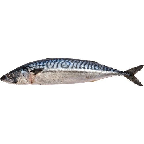 Mackerel (Fresh Frozen) Titus Fish - 1kg