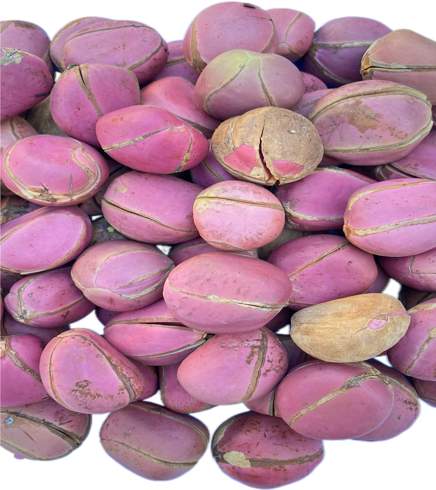 Noz de cola / obi abata