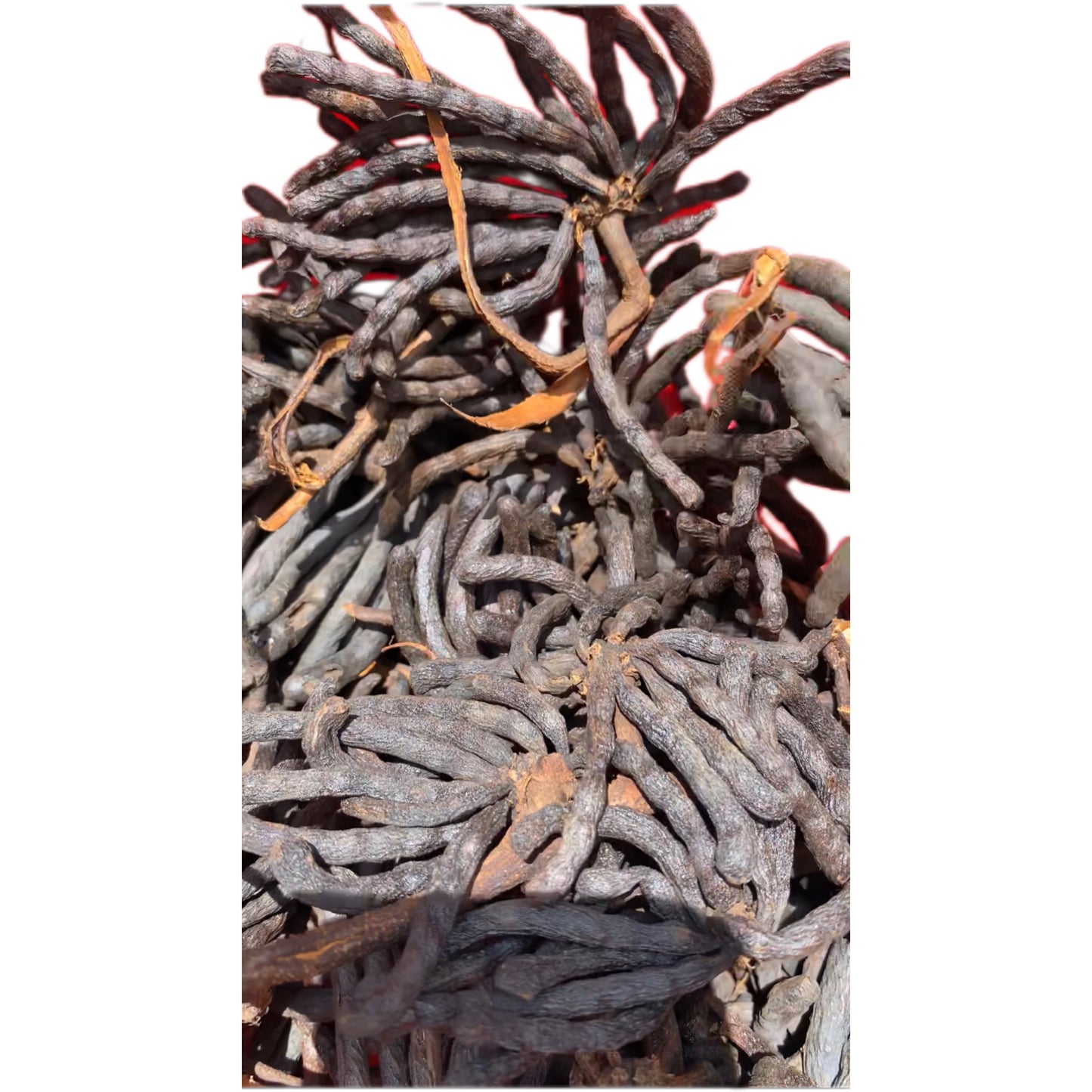 Pimenta Uda/Negro/Grãos Selim