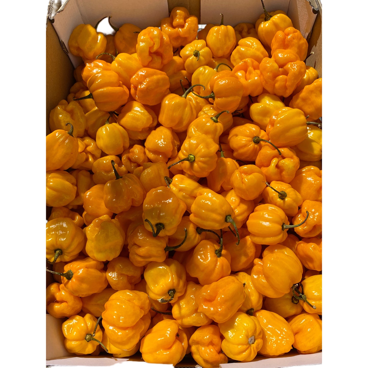 Fresh Yellow Pepper