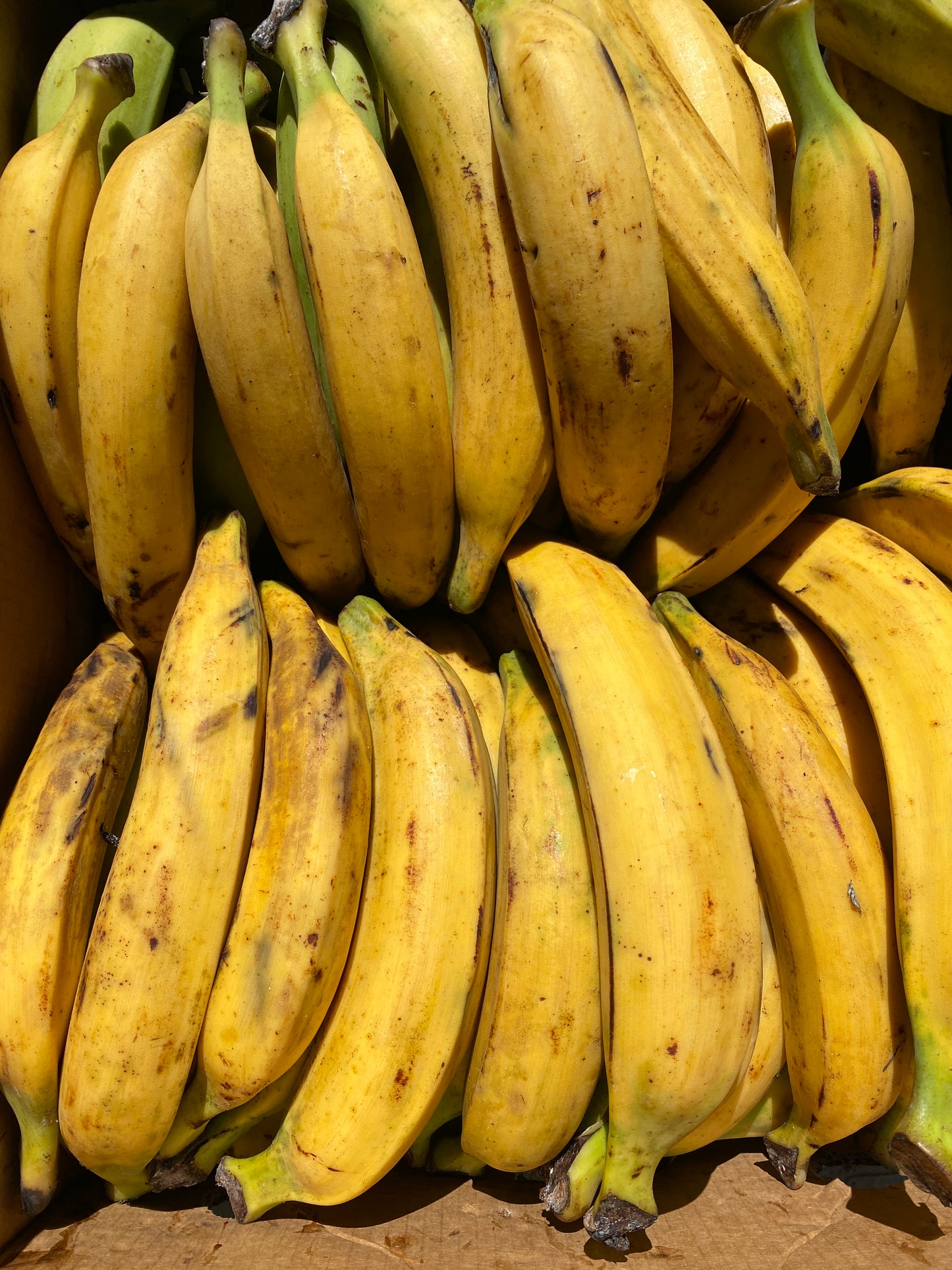 Yellow Plantain