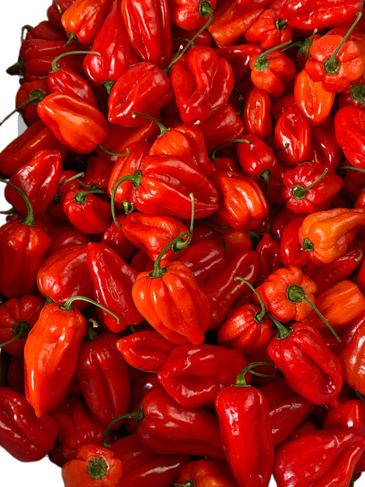 Fresh habenero pepper