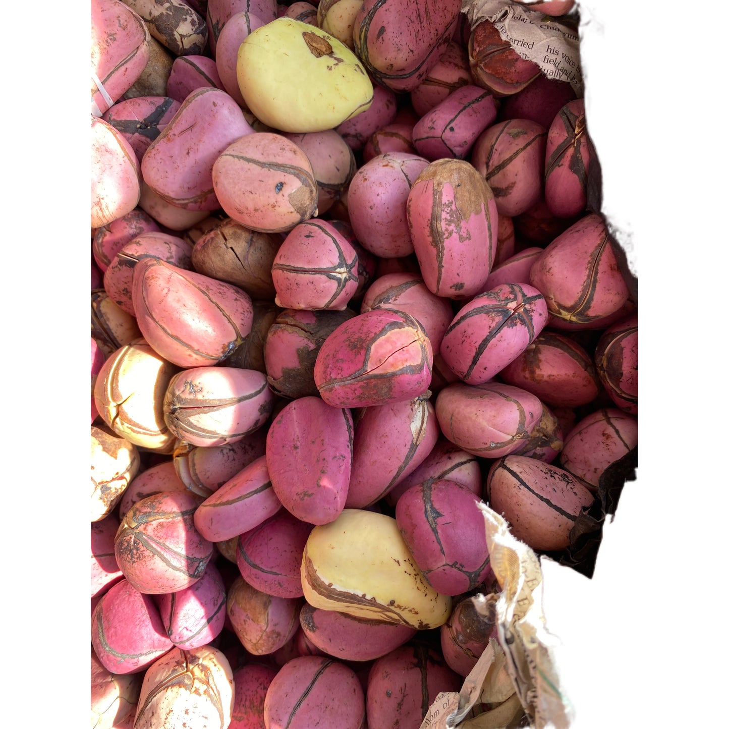 Kola nut / obi abata